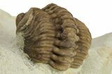 Enrolled Kainops Trilobite - Black Cat Mountain, Oklahoma #241426-4